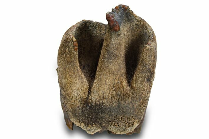 Fossil Woolly Rhino (Coelodonta) Tooth Crown - Siberia #316643
